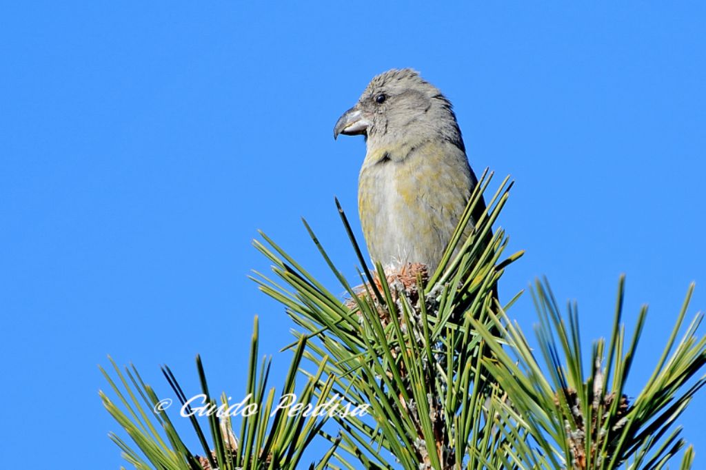 due specie non comuni per la Provincia di Bologna